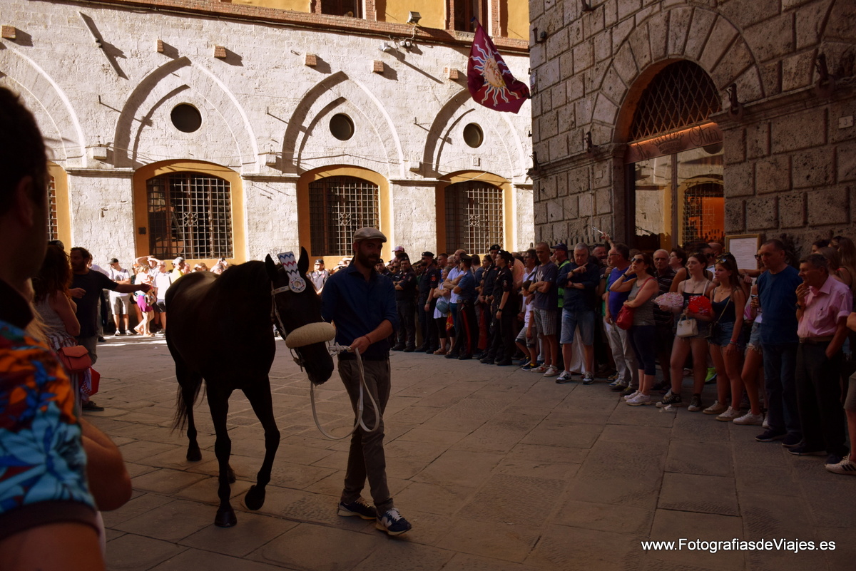Jinete y caballo en la Fiesta del Palio en Siena 