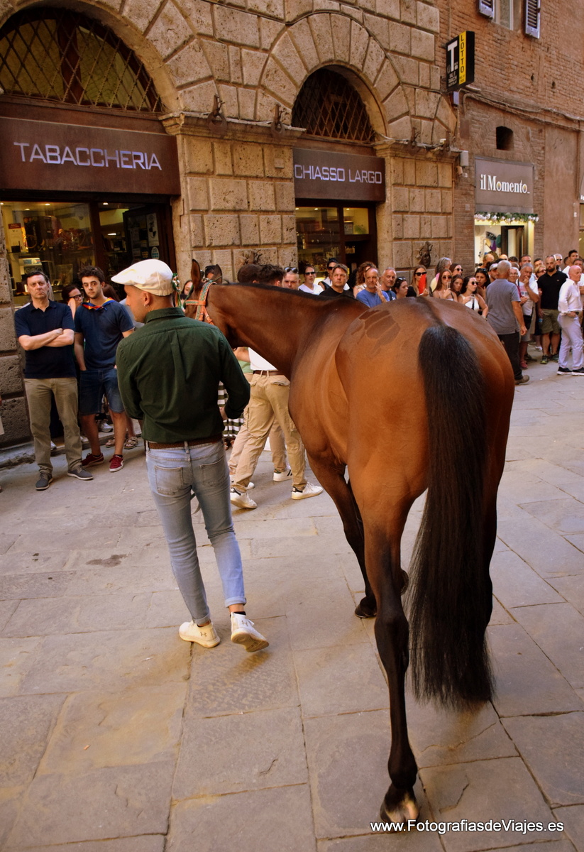 Jinete y caballo en la Fiesta del Palio en Siena 
