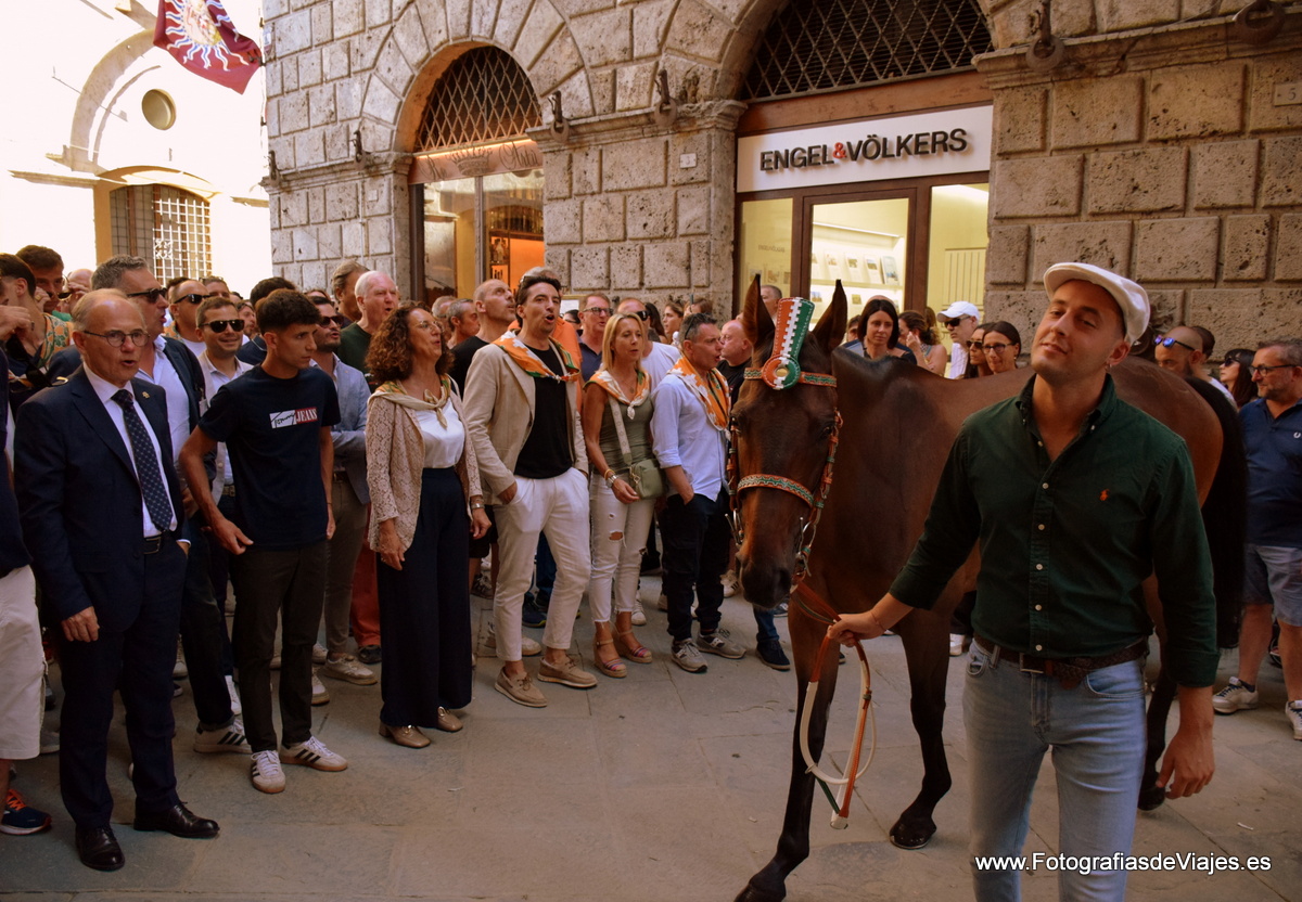 Jinete y caballo en la Fiesta del Palio en Siena 