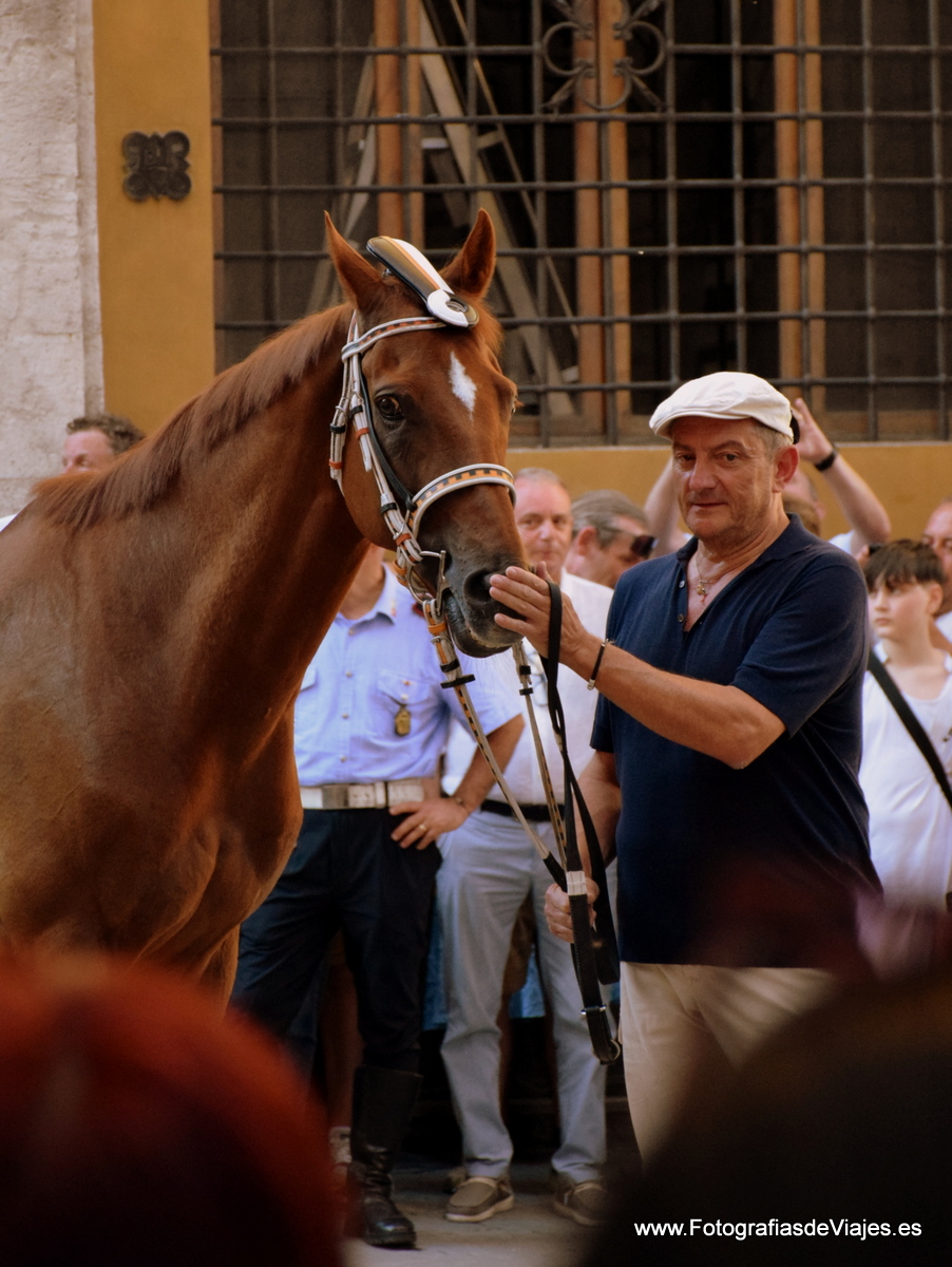 Jinete y caballo en la Fiesta del Palio en Siena 