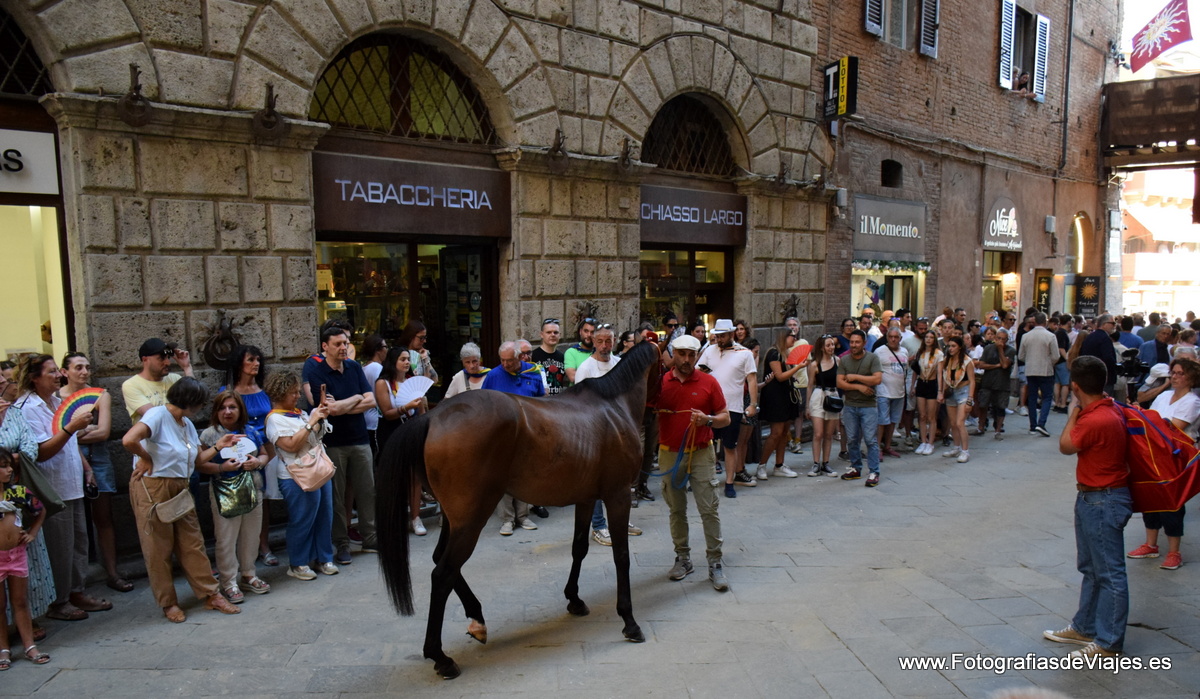 Jinete y caballo en la Fiesta del Palio en Siena 
