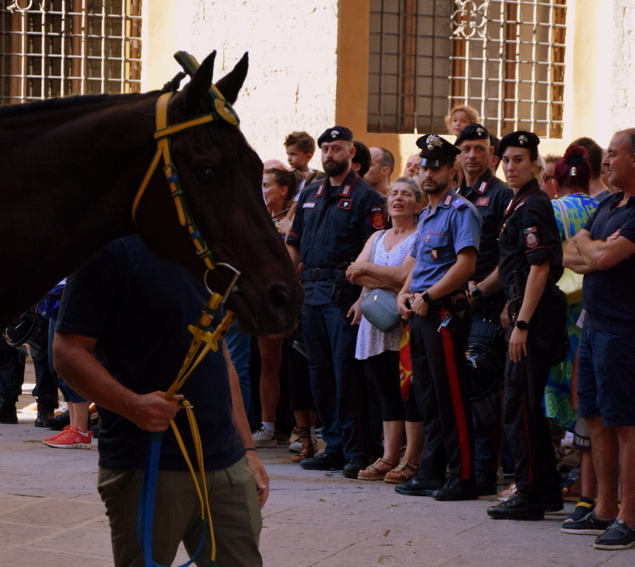 Jinete y caballo en la Fiesta del Palio en Siena 